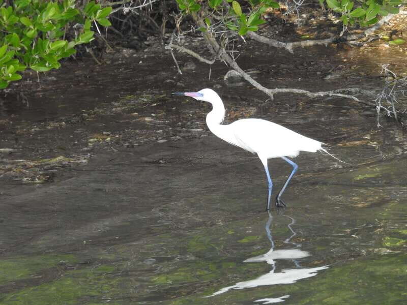 Desde Holbox: SunSea- SUNSET Kayak - Good To Know