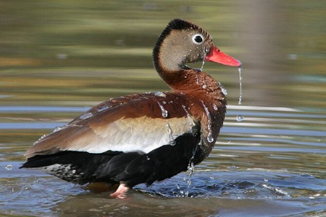 Desembocada and Ameca River Bird Paradise (Wetland and Tropical Birds in Puerto Vallarta) - Full-Day Tour Itinerary and Meeting Point
