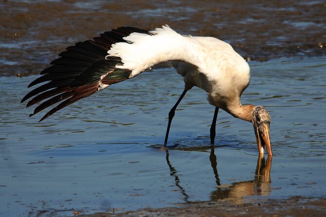 Desembocada and Ameca River Bird Paradise (Wetland and Tropical Birds in Puerto Vallarta) - Cancellation Policy and Weather Considerations