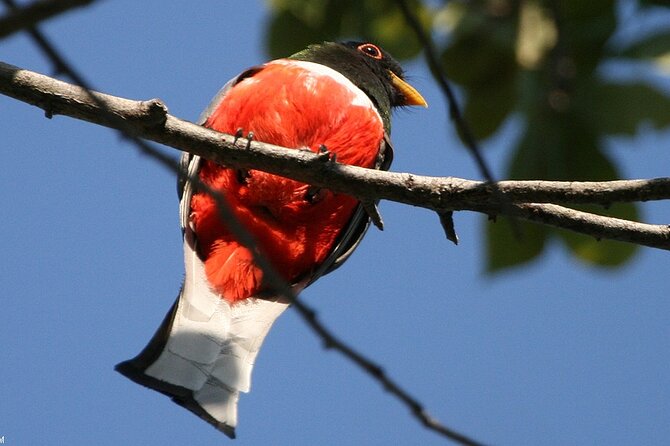 Desembocada and Ameca River Bird Paradise (Wetland and Tropical Birds in Puerto Vallarta) - Traveler Photos and Reviews of the Bird Paradise