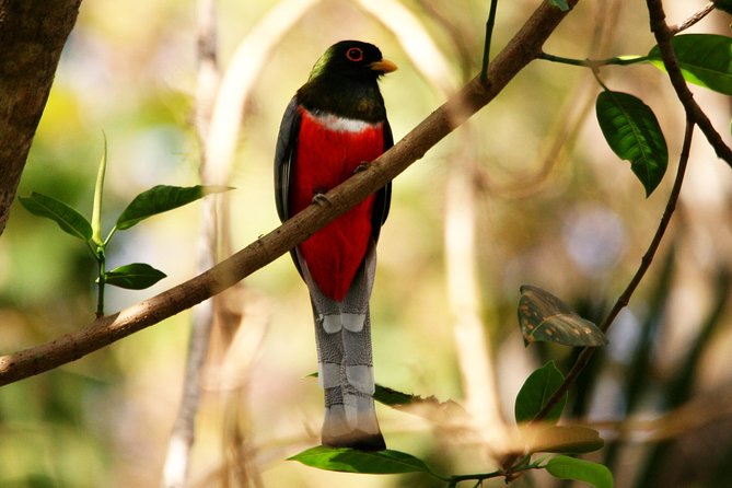 Desembocada and Ameca River Bird Paradise (Wetland and Tropical Birds in Puerto Vallarta) - Common Questions