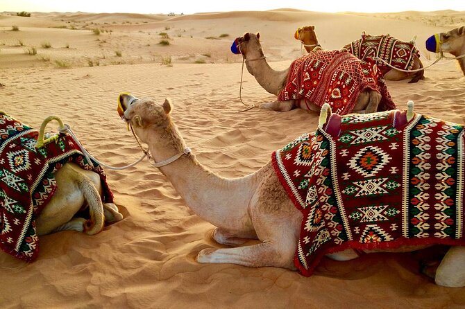 Desert 4x4 Safari, Complimentary ATV Ride, Camel Ride, BBQ Dinner & Live Shows - Delicious BBQ Dinner