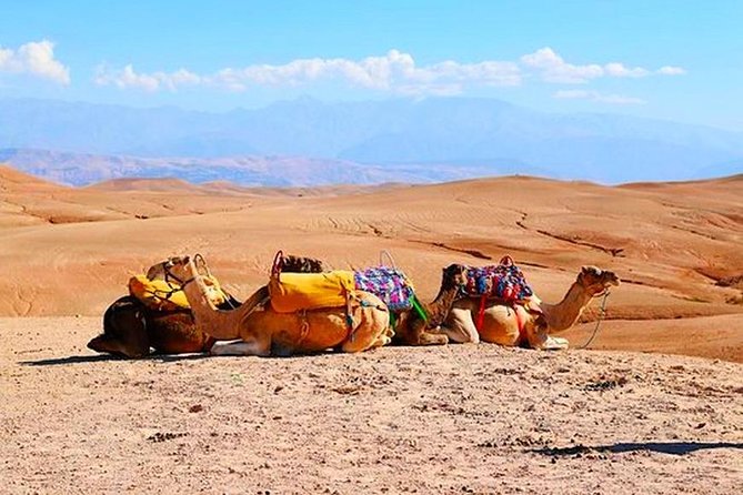 Desert Agafay and Atlas Mountains & Camel Ride Day Trip From Marrakech - Positive Reviews and Testimonials