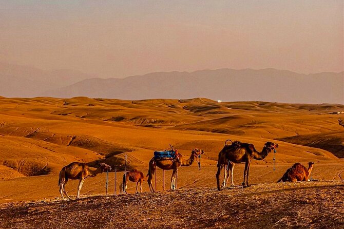Desert Agafay & Atlas Mountains & Waterfalls, Camel Ride Day Trip From Marrakech - Experiencing a Camel Ride