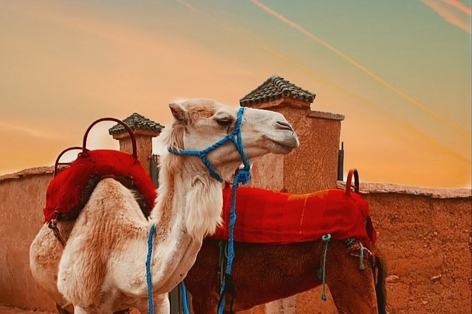 Desert Agafay & Berber Villages Day Tour From Marrakech Including Camel Ride - Inclusions and Exclusions