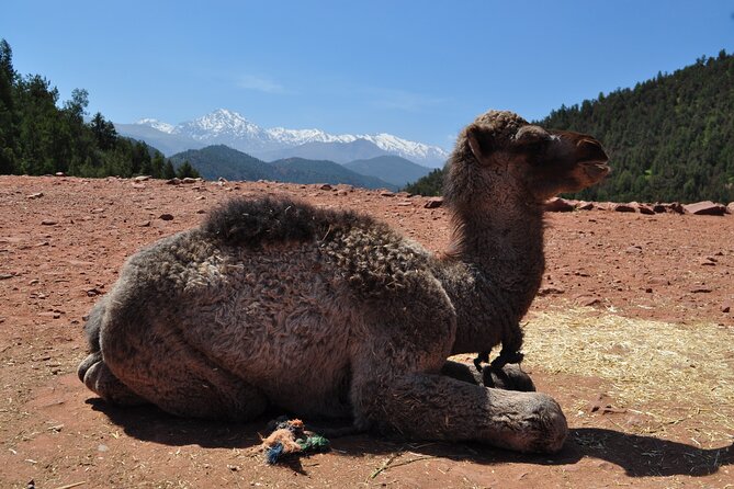 Desert and High Atlas Adventure From Marrakech - Price, Booking, and Reviews