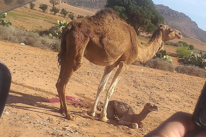 Desert and Wild Beach Day Trip With Meal - Pickup Information
