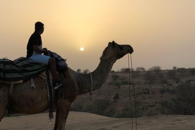 Desert Camel Safari Day Tour In Jodhpur - Pricing and Booking Details