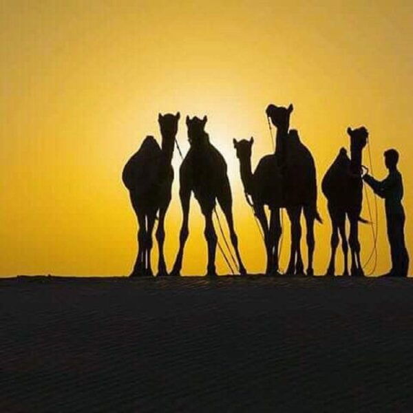 Desert Eagle Safari : Peaceful & Amazing Desert Experience - Frequently Asked Questions