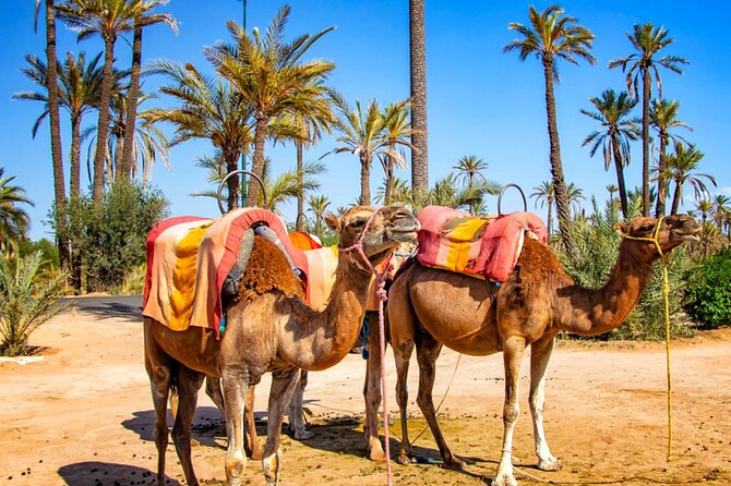 Desert Oasis Adventure: Camel Ride in Marrakechs Palm Grove - Good To Know