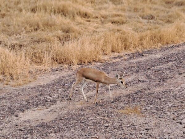 Desert Rose Jaisalmer: Non-Touristic,Billion Star Experience - The Sum Up