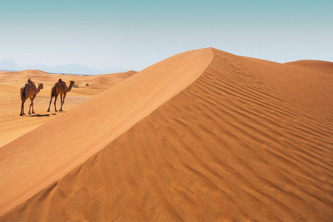 Desert Safari Abu Dhabi W/ Sand Boarding, Camel Ride & BBQ Dinner - Inclusions