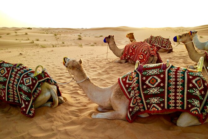 Desert Safari Dubai - Customer Reviews and Ratings