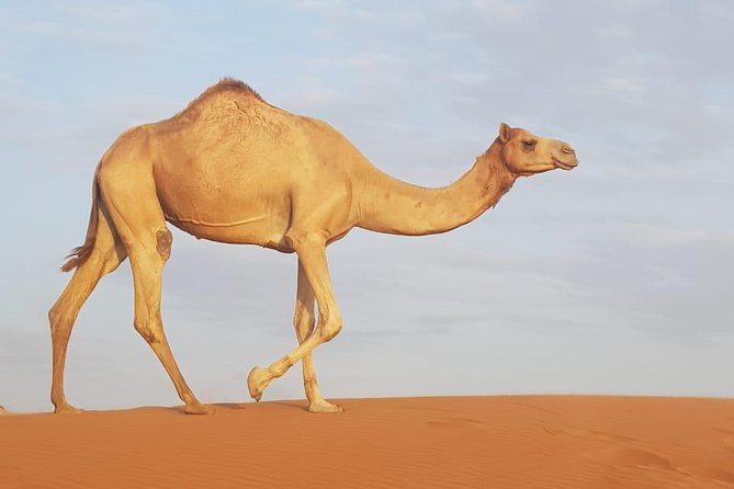 Desert Safari Dubai - Pricing and Options