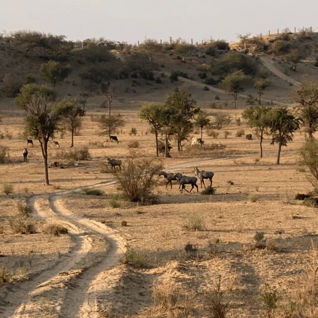 Desert Safari In Jodhpur - The Value of This Tour