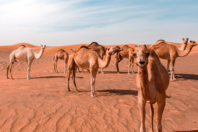 Desert Safari Sharqiyah Sand, Dune Bashing, Wadi Bani Khalid Hike - Additional Information