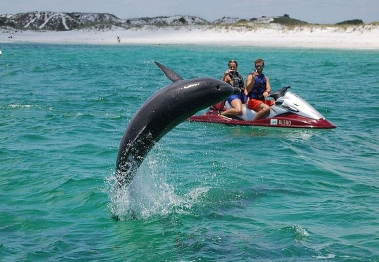 Destin: Crab Island Dolphin Watching Jet Ski Tour - Experience Highlights
