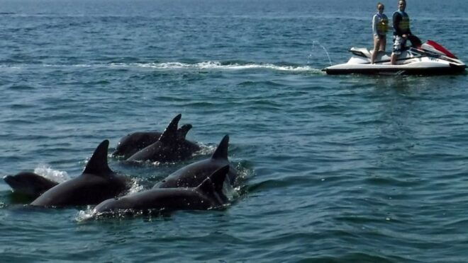 Destin: Crab Island Dolphin Watching Jet Ski Tour - Important Information