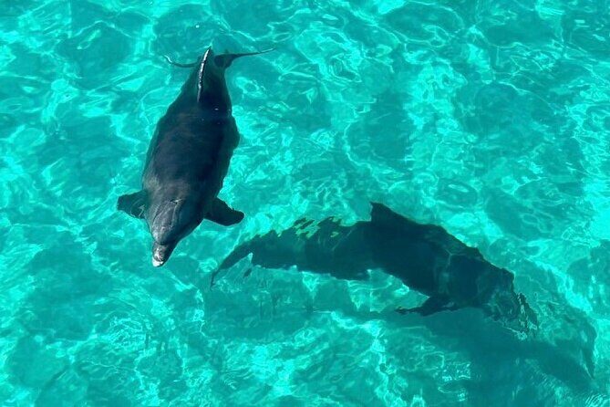 Destin Dolphin and Snorkeling Adventure Speedboat Tour - The Sum Up