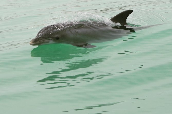 Destin Dolphin Watching Cruise in the Gulf of Mexico - Directions
