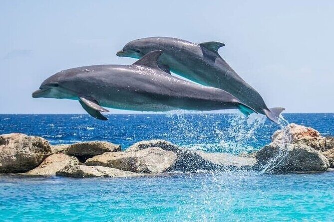 Destin Family Friendly Dolphin Watching Adventure - What to Expect from the Destin Family Friendly Dolphin Watching Adventure