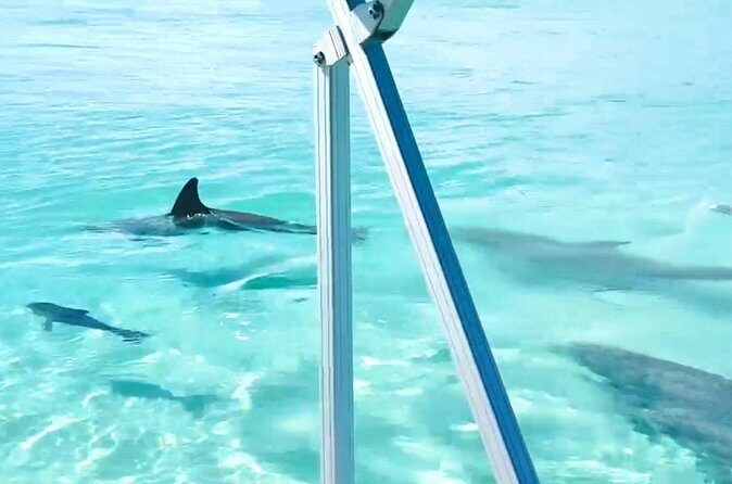 Destin Harbor Boat Ride and Dolphin Watching on the Hopper - FAQ