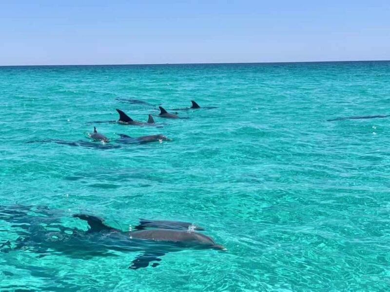 Destin: Private Morning Dolphin Cruise - An In-Depth Look at the Experience  
