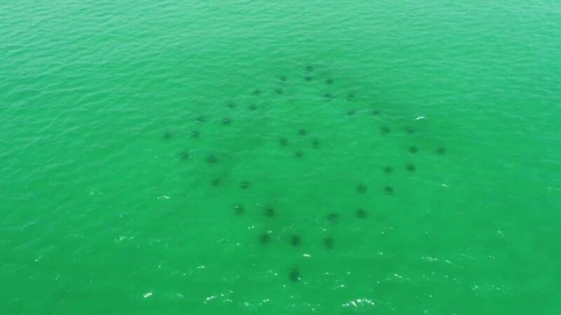 Destin: Reef Snorkeling Adventure - What’s Included and Why It Matters