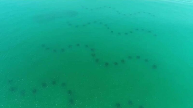 Destin: Reef Snorkeling Adventure - Authentic Insights from Reviewers