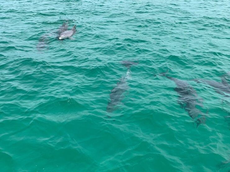 Destin: Snorkeling and Dolphin Watching Cruise - Good To Know