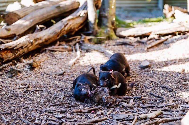 Devils at Cradle Day and Night Animal Feeding Tour - Why feeding time is the heart of the tour