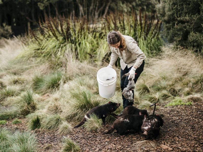 Devils at Cradle Day and Night Animal Feeding Tour - The 1 pm walk and daytime feeding