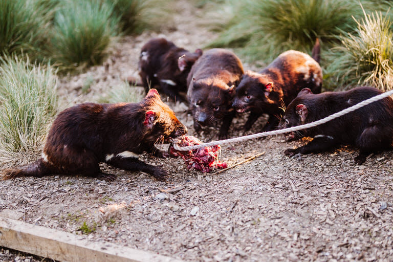 Devils at Cradle Day and Night Animal Feeding Tour - Dressing for an alpine outdoor visit