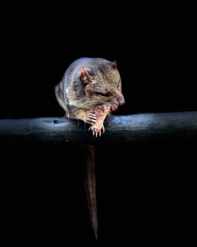 Devils at Cradle Day and Night Animal Feeding Tour - Who will get the most from this tour?