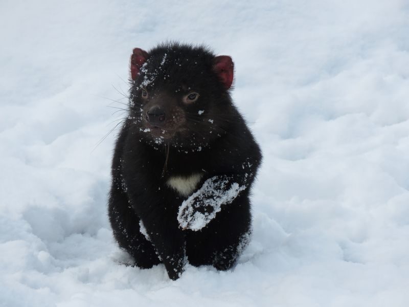 Devils at Cradle Wildlife Park Day Keeper Tour and Entry - Key points before you go