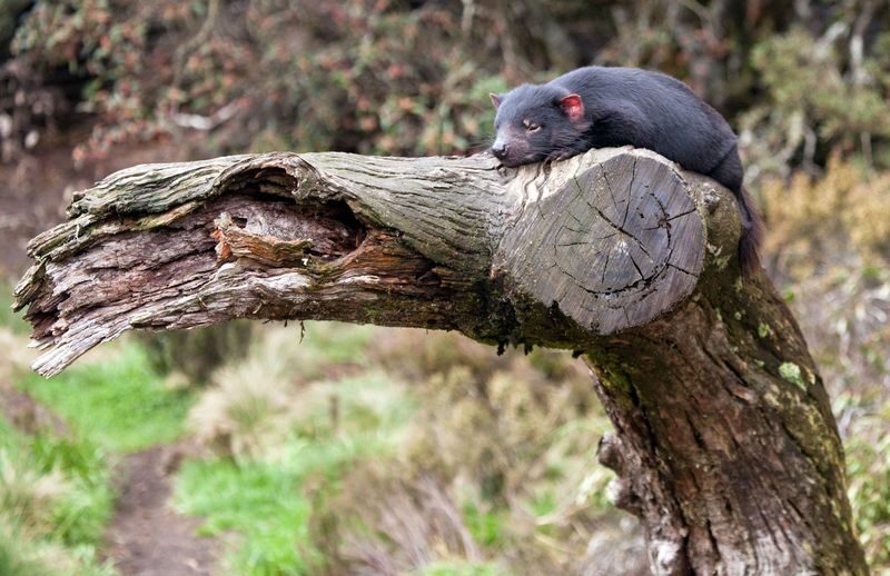 Devils at Cradle Wildlife Park Day Keeper Tour and Entry - Meeting Tasmanian devils at Cradle Mountain