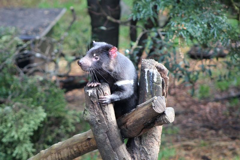 Devils at Cradle Wildlife Park Day Keeper Tour and Entry - Price and value for a Cradle Mountain day