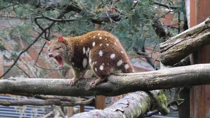 Devils at Cradle Wildlife Park Day Keeper Tour and Entry - Planning around weather, children and access