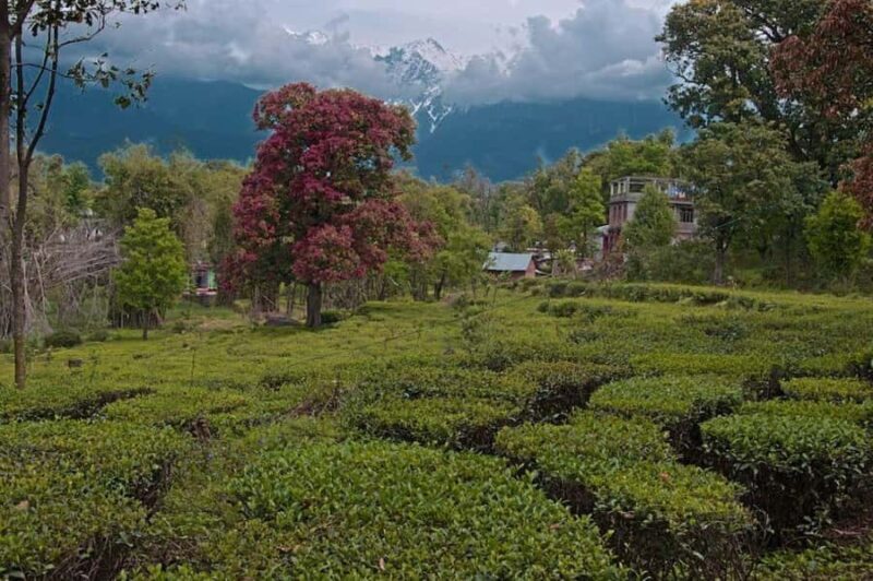 Dharamshala: Full-Day Sightseeing Tour with Lunch - FAQ