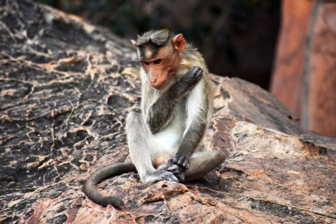 Dharavi Slum Walk With a Local English Guide - Tour Description