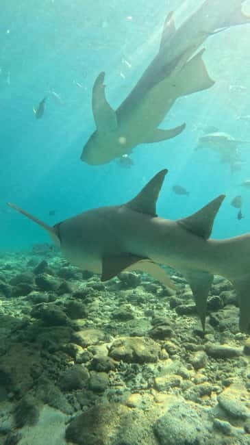 Dhiffushi: Snorkeling with Nurse Sharks - An In-Depth Look at the Tour