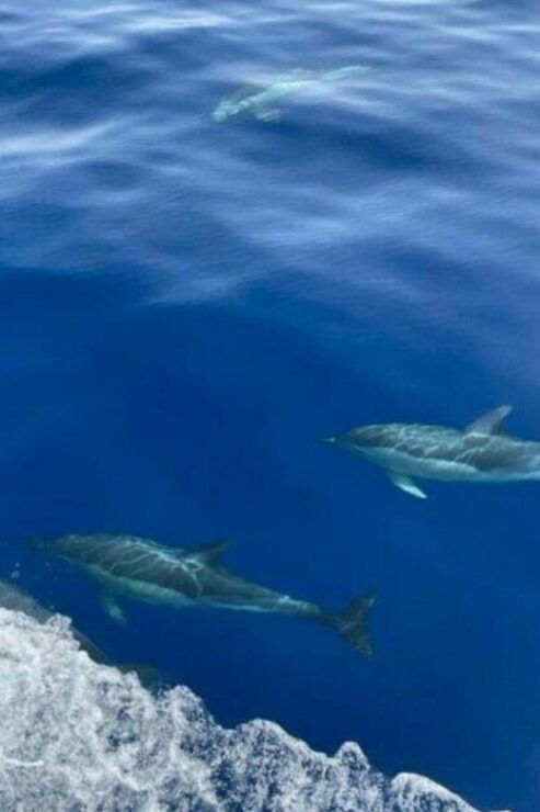 Dia Day Cruise - Yachting Day Cruise - Pricing and Duration