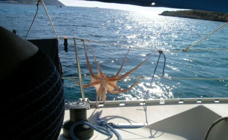 Dia Island: Private Full Day Sailing Cruise - Price and Duration