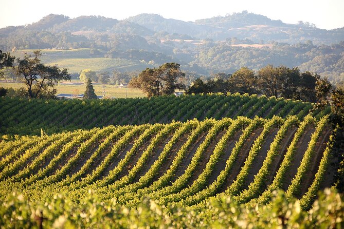 Diamantakis Private Winery Visit and Tasting of 6 Wine Labels - Good To Know