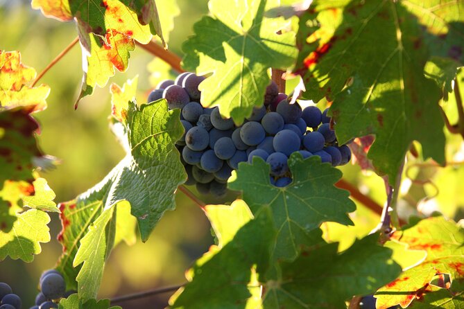 Diamantakis Private Winery Visit and Tasting of 6 Wine Labels - The Sum Up