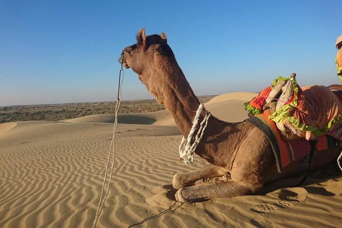 Diamond Camel Safari Private Tour(Overnight Camel Safari Non-Touristic Area) - Tour Highlights