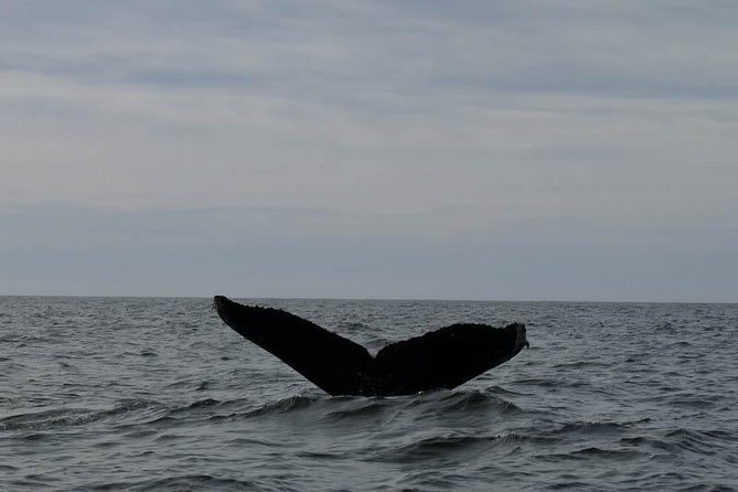 Diamond Head Sail and Snorkel Adventure - Cancellation Policy