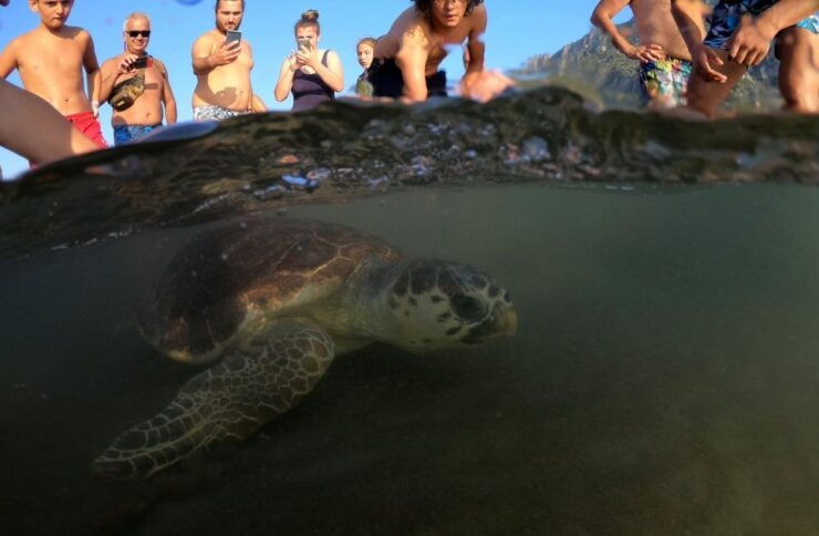 Didim: Dalyan Tour With Turtle Beach, Mud Bath & Lunch - Tour Overview