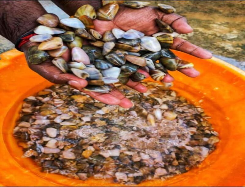 Dig, Discover & Dine  Jaffnas Coastal Clam Experience - Good To Know