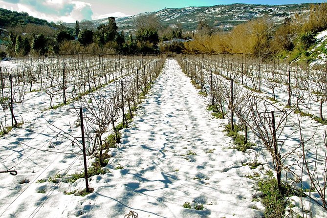 Digenakis Art Winery - Wine Tasting Experience - Pricing and Options